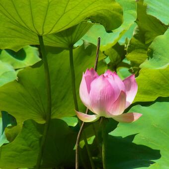 Lotus · Square photo, لوتس, لوتس, وردي, JPG