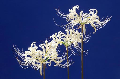 彼岸花 彼岸花の写真