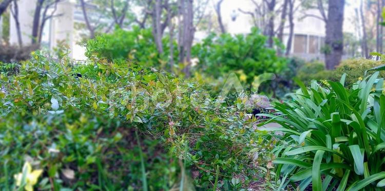 植え込み ガーデニング,山野草,植木の写真素材
