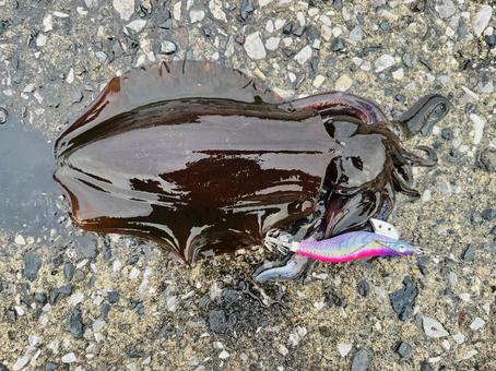 アオリイカ アオリイカ イカ,釣り,エギングの写真素材