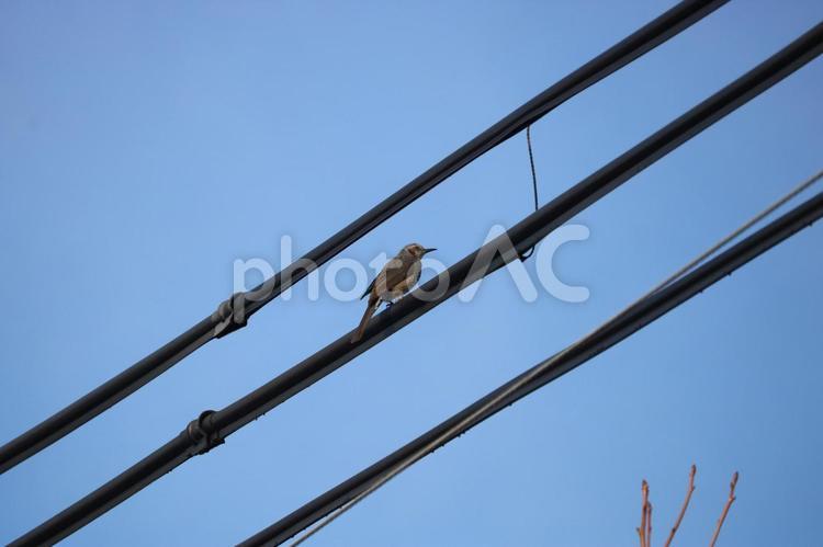 電線にとまっているヒヨドリ ヒヨドリ,鳥,かわいいの写真素材