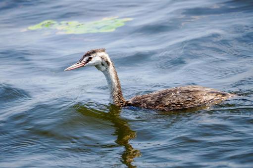 カイツブリの若鳥⒇ カイツブリの若鳥⒇の写真