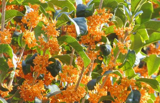 キンモクセイの花 キンモクセイの花の写真
