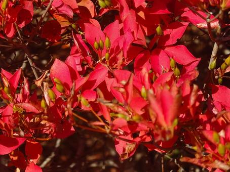 日本の秋の紅葉のアップ 紅葉,カエデ,木の葉の写真素材