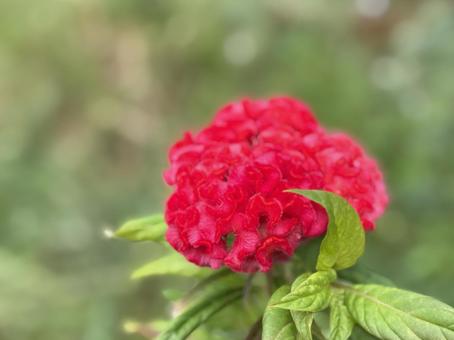 鮮やかなケイトウの赤い花 鮮やかなケイトウの赤い花の写真