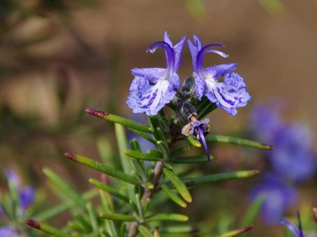 マンネンロウ マンネンロウ,salvia,rローズマリーの写真素材