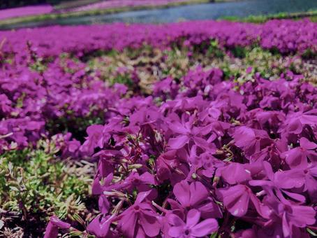 芝桜,ハナツメクサ, 芝桜,ハナツメクサ,の写真