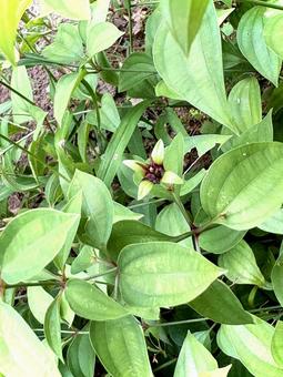 Photo, one hundred, sandalwood, lixiong, 