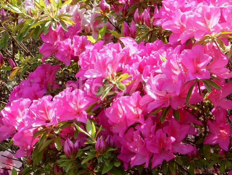 【花の写真】ツツジの花 ツツジ,つつじ,躑躅の写真素材