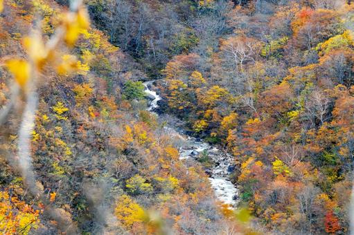 蔵王の紅葉(45) 蔵王,紅葉,秋の写真素材