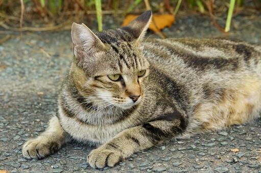 ねこ ねこの写真