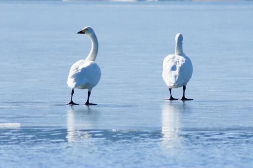 氷上を歩く白鳥 野鳥,白鳥,鳥の写真素材