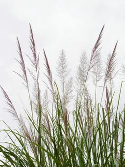 Photo, yoshisuki, reed, gramineae, 