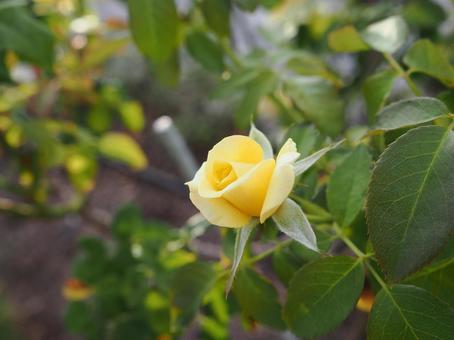 バラ園の黄色い薔薇を撮った写真です バラ園の黄色い薔薇を撮った写真ですの写真