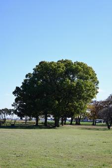 大きな木 さきたま,午後,快晴の写真素材