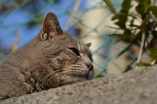 Lying stray cat, JPG