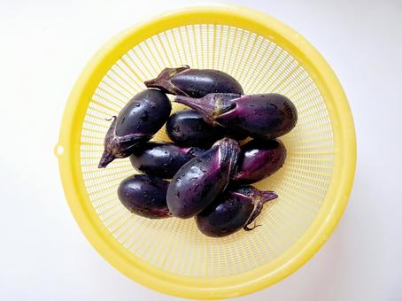 採れたて茄子_1 採れたて茄子_1 夏野菜,野菜,茄子の写真素材