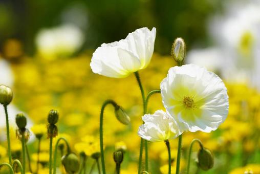 Yamaguchi Flower Land (Poppies), JPG Yamaguchi Flower Land (Poppies), JPG