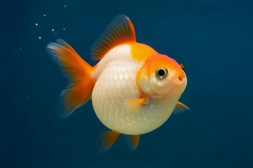 丸胴金魚のポートレート 丸胴金魚のポートレートの写真