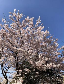 桜 桜の写真