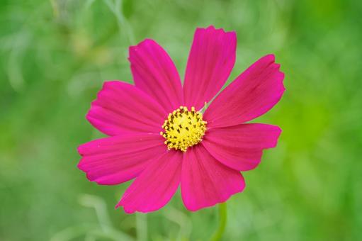 コスモス(29) コスモス(29) 花,コスモス,アキザクラの写真素材