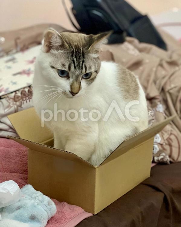 箱入りシャムミックス猫様　縦画像 猫,箱入り,シャムトラの写真素材