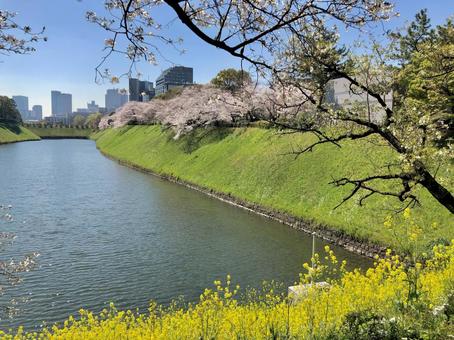 Photo, spring, cherry blossoms, cherry-blossom viewing, 
