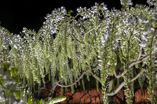 Wisteria flowers, JPG