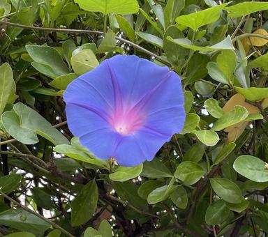 花 flower 花 flowerの写真