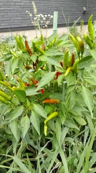 The peppers have turned red, JPG