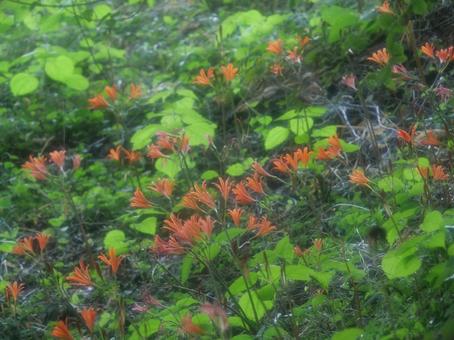 キツネノカミソリの群生 キツネノカミソリの群生の写真
