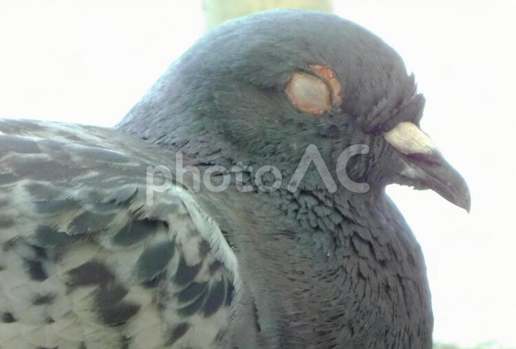 目をつむったハトさん ハト,鳩,はとの写真素材