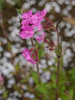 アケボノセンノウの写真