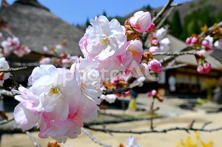 桜と茅葺き屋根の家 さくら,桜,茅葺き屋根の写真素材