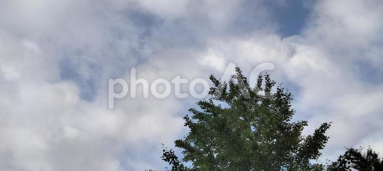 空202305211450 空,木,イチョウの写真素材
