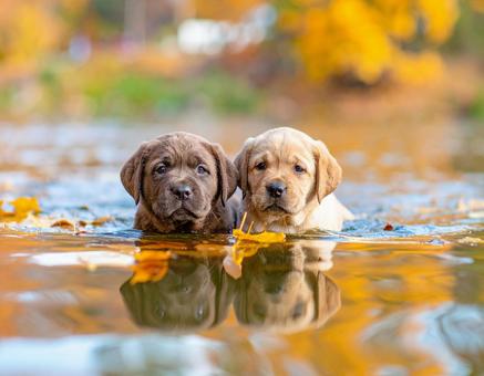 なかよし子犬のスイミング なかよし子犬のスイミングの写真