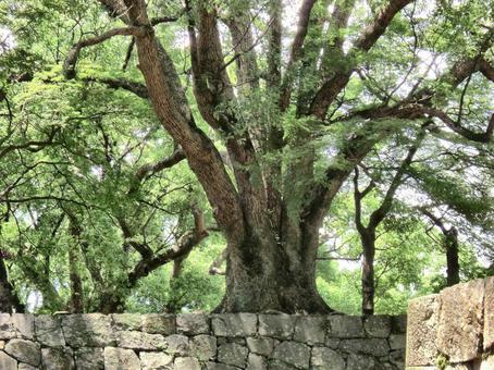 熊本城の風景-35 熊本城の風景-35の写真