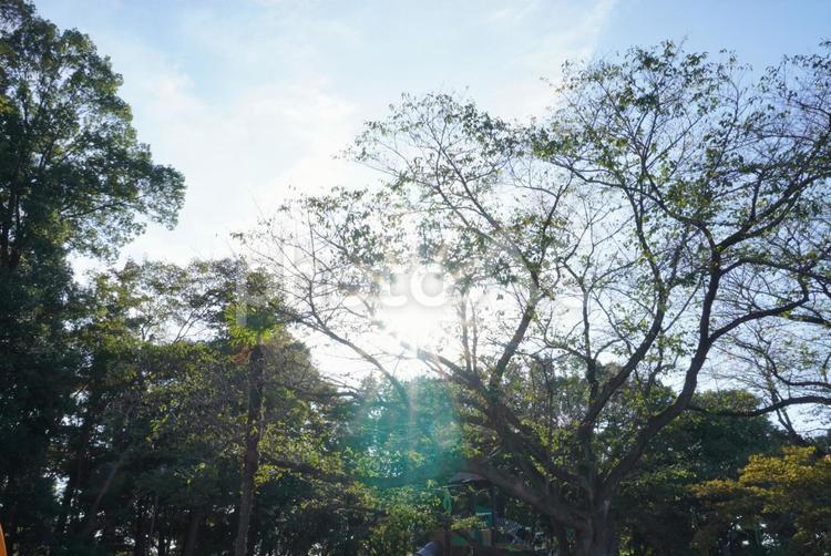 公園の木漏れ日 公園,休日,青空の写真素材