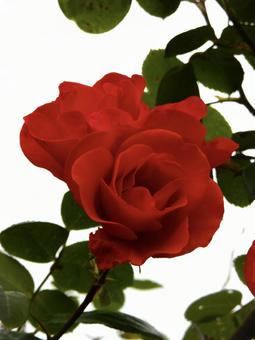 薔薇 薔薇の写真