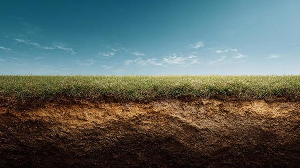 根が張る土壌の断面図の写真