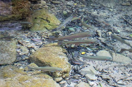 Rainbow trout, JPG Rainbow trout, JPG