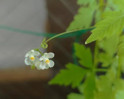 フウセンカズラ フウセンカズラ,植物,つる性植物の写真素材
