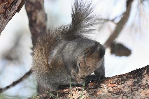 リス エゾリス,哺乳類,野生の写真素材