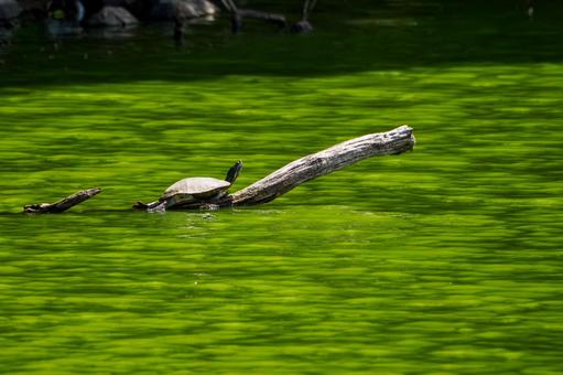 Photo, turtle, mississippi red turtle, green turtle, 