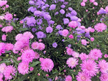 ピンクと紫が美しいアスタービクトリアの花 ピンクと紫が美しいアスタービクトリアの花の写真