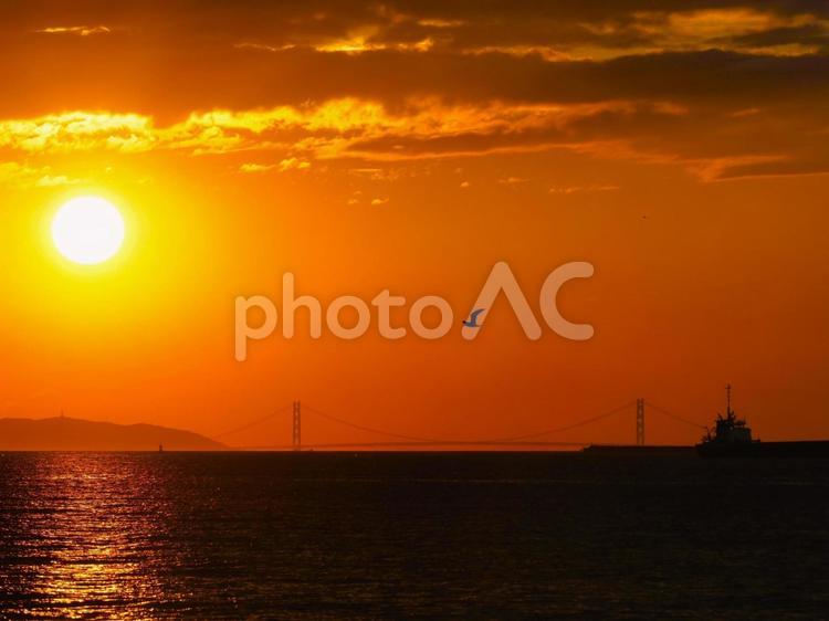 明日へと向かって 海,夕景,鳥の写真素材