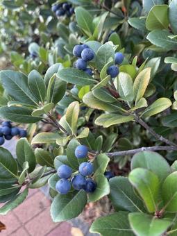 青く色づいたシャリンバイの実と緑の葉 シャリンバイ,木の実,青い実の写真素材