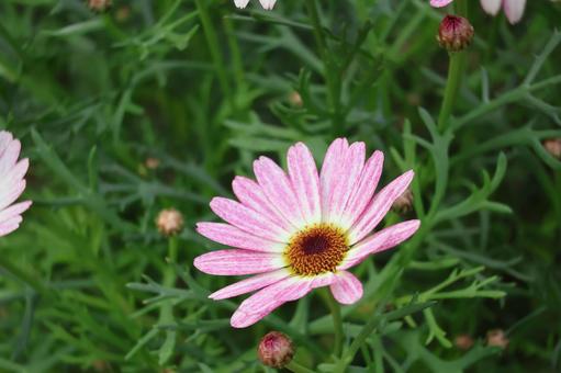 ピンクの花びらのマックスマムの花のアップ ピンクの花びらのマックスマムの花のアップの写真