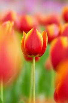 恋茜 赤色のチューリップの花 恋茜 赤色のチューリップの花の写真