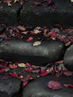 濡れた石段と落ち葉 石段,落ち葉,色の写真素材